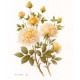 PRINT ROB POHL COLLECTION Pohl Wild Roses 1